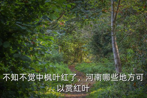 不知不覺中楓葉紅了，河南哪些地方可以賞紅葉