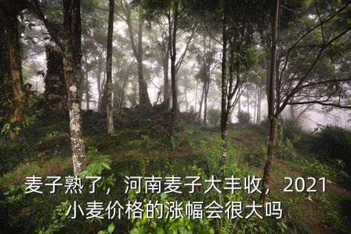 麥子熟了，河南麥子大豐收，2021小麥價格的漲幅會很大嗎