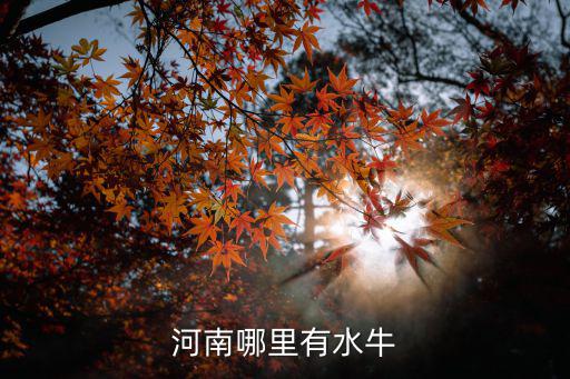 河南哪里有水牛