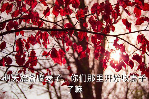 明天準備收麥子，你們那里開始收麥子了嘛