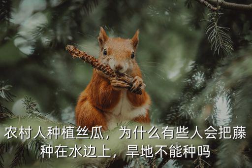 洛陽(yáng)絲瓜種植基地在哪里,絲瓜在家里庭院怎么種植