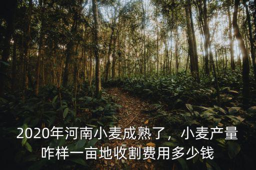 2020年河南小麥成熟了，小麥產(chǎn)量咋樣一畝地收割費用多少錢