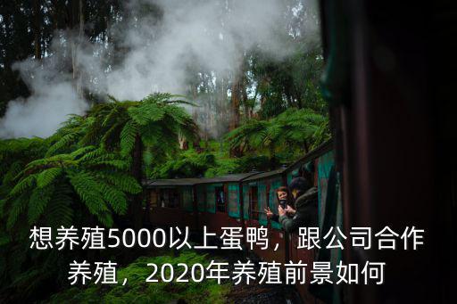 在河南柘城養(yǎng)殖蛋鴨怎么樣,準備在河南老家養(yǎng)殖蛋鴨
