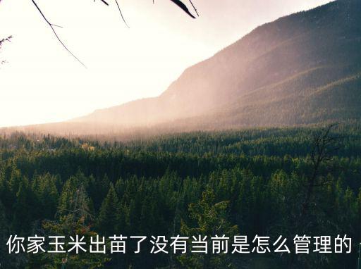 你家玉米出苗了沒(méi)有當(dāng)前是怎么管理的