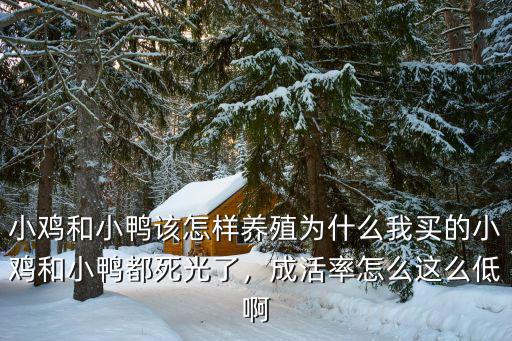 小雞和小鴨該怎樣養殖為什么我買的小雞和小鴨都死光了，成活率怎么這么低啊