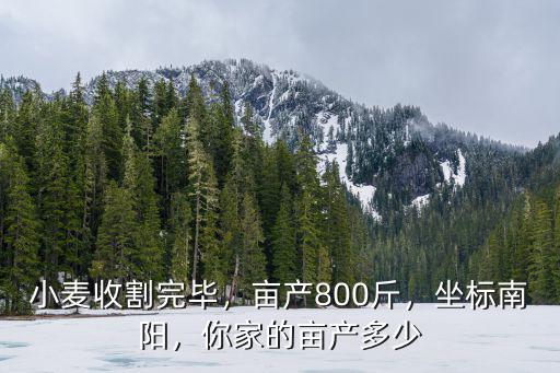 小麥收割完畢，畝產800斤，坐標南陽，你家的畝產多少