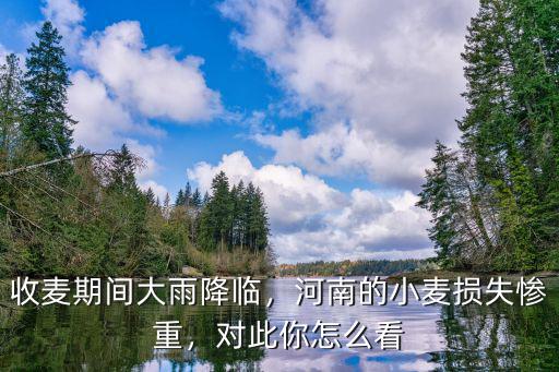 收麥期間大雨降臨，河南的小麥損失慘重，對此你怎么看