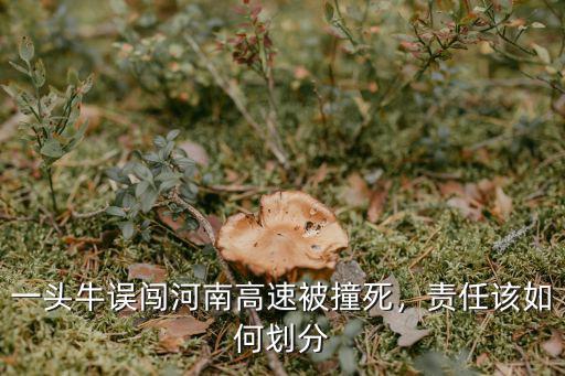 一頭牛誤闖河南高速被撞死，責任該如何劃分