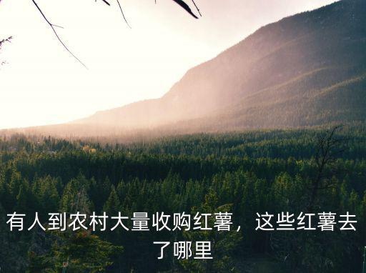 有人到農(nóng)村大量收購紅薯，這些紅薯去了哪里
