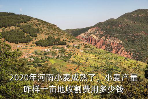 2020年河南小麥成熟了，小麥產量咋樣一畝地收割費用多少錢