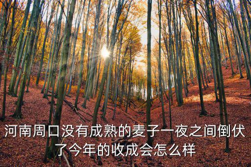 河南周口沒有成熟的麥子一夜之間倒伏了今年的收成會怎么樣