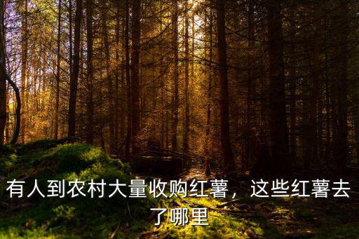 有人到農村大量收購紅薯，這些紅薯去了哪里