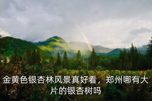 金黃色銀杏林風景真好看，鄭州哪有大片的銀杏樹嗎