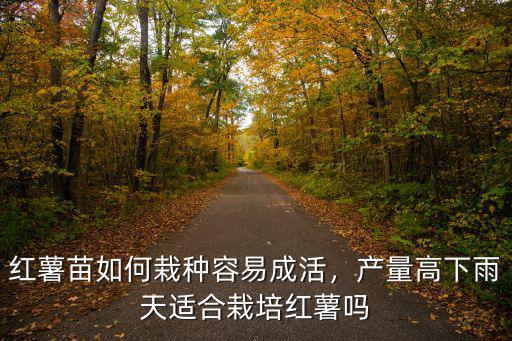 紅薯苗如何栽種容易成活，產量高下雨天適合栽培紅薯嗎