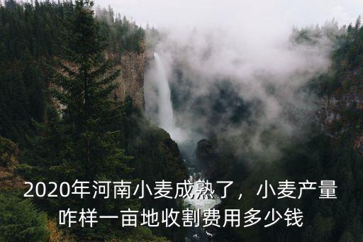 2020年河南小麥成熟了，小麥產(chǎn)量咋樣一畝地收割費(fèi)用多少錢(qián)