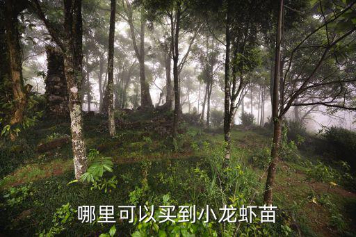 哪里可以買到小龍蝦苗