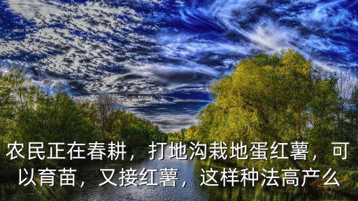 平頂山高產紅薯育苗多少錢一棵,紅薯育苗生意怎么樣