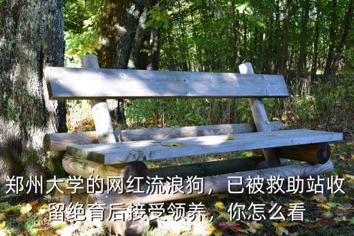 鄭州大學的網(wǎng)紅流浪狗，已被救助站收留絕育后接受領(lǐng)養(yǎng)，你怎么看