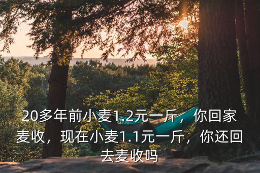 20多年前小麥1.2元一斤，你回家麥收，現在小麥1.1元一斤，你還回去麥收嗎