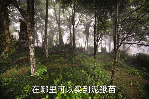 在哪里可以買到泥鰍苗