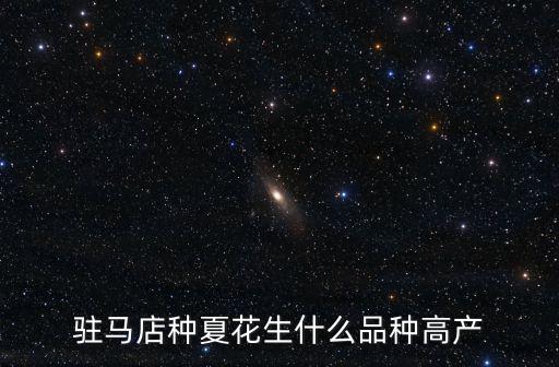 駐馬店種夏花生什么品種高產(chǎn)
