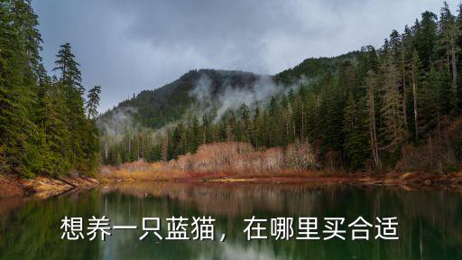 想養一只藍貓，在哪里買合適