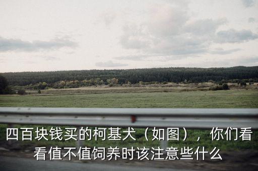 四百塊錢買的柯基犬（如圖），你們看看值不值飼養時該注意些什么