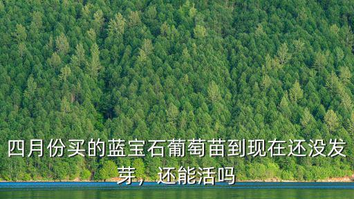 平頂山市區(qū)藍(lán)寶石葡萄苗在哪里買,藍(lán)寶石假葡萄苗從哪里來(lái)