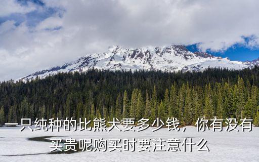 一只純種的比熊犬要多少錢，你有沒有買貴呢購買時要注意什么