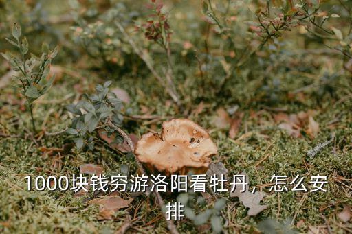 洛陽最貴的牡丹多少錢,1000塊錢窮游洛陽看牡丹