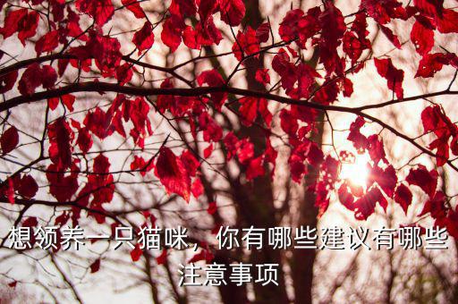 想領養一只貓咪，你有哪些建議有哪些注意事項