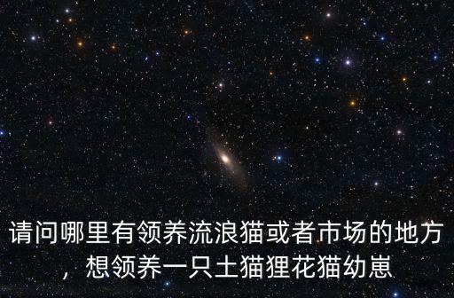 請問哪里有領養流浪貓或者市場的地方，想領養一只土貓貍花貓幼崽