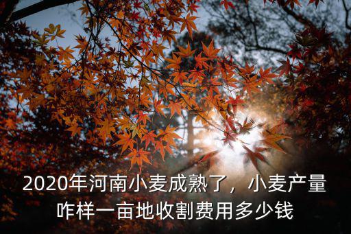 2020年河南小麥成熟了，小麥產量咋樣一畝地收割費用多少錢