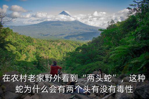 在農村老家野外看到“兩頭蛇”，這種蛇為什么會有兩個頭有沒有毒性