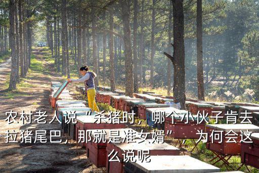 農村老人說“殺豬時，哪個小伙子肯去拉豬尾巴，那就是準女婿”，為何會這么說呢