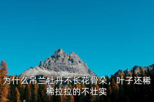 為什么吊蘭牡丹不長花骨朵，葉子還稀稀拉拉的不壯實(shí)