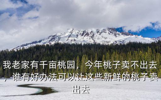 周口哪里有桃園批發桃子,夏天家里有桃園