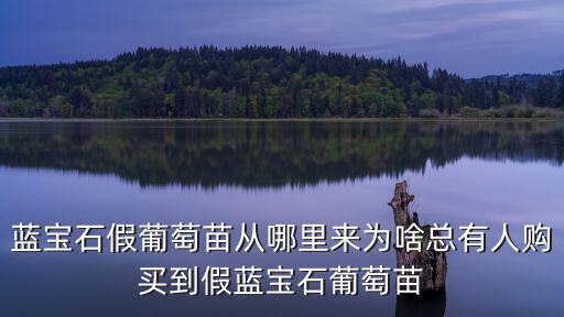 藍寶石假葡萄苗從哪里來為啥總有人購買到假藍寶石葡萄苗