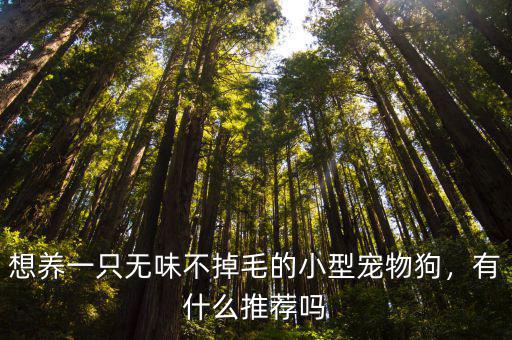 想養(yǎng)一只無味不掉毛的小型寵物狗，有什么推薦嗎