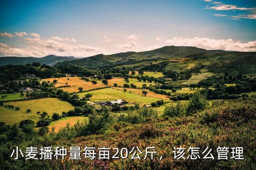 小麥播種量每畝20公斤，該怎么管理