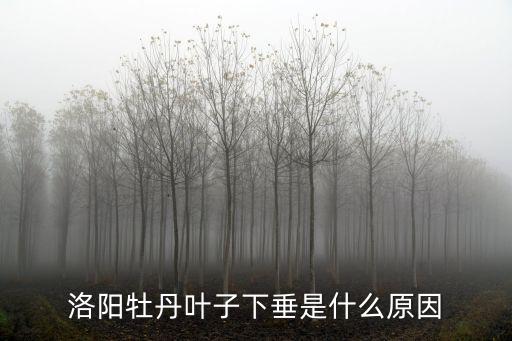 洛陽牡丹葉子下垂是什么原因