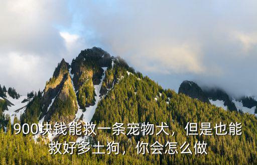 900塊錢能救一條寵物犬，但是也能救好多土狗，你會(huì)怎么做
