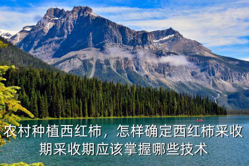 農(nóng)村種植西紅柿，怎樣確定西紅柿采收期采收期應(yīng)該掌握哪些技術(shù)