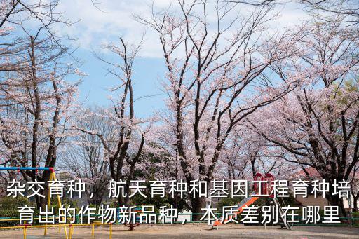 洛陽哪里育種花粉最好,洛陽油菜花哪里觀看比較好