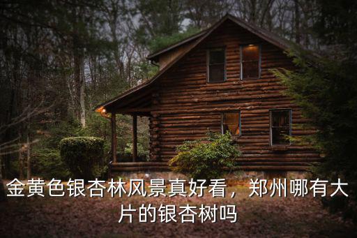 鄭州最美銀杏樹在哪里,鄭州哪有大片的銀杏樹嗎