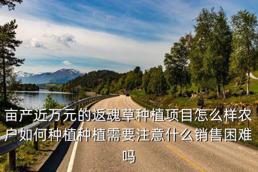 畝產近萬元的返魂草種植項目怎么樣農戶如何種植種植需要注意什么銷售困難嗎