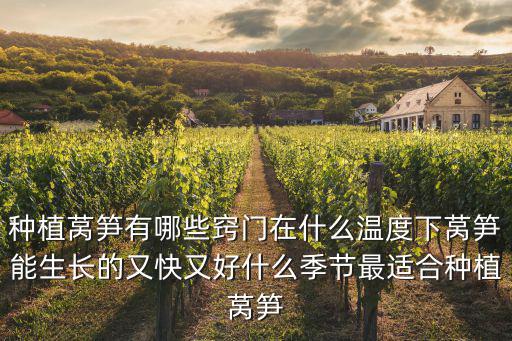 種植萵筍有哪些竅門在什么溫度下萵筍能生長的又快又好什么季節最適合種植萵筍