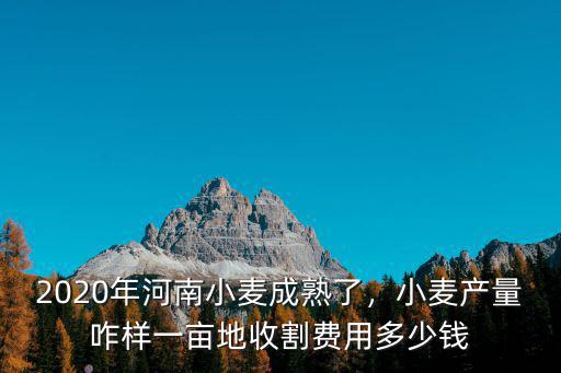 2020年河南小麥成熟了，小麥產(chǎn)量咋樣一畝地收割費(fèi)用多少錢