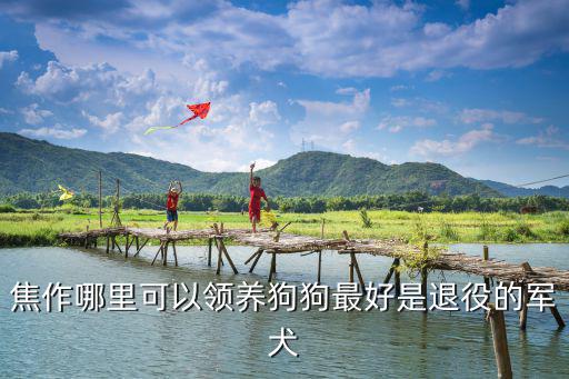焦作哪里收狗的,流浪狗哪里來的