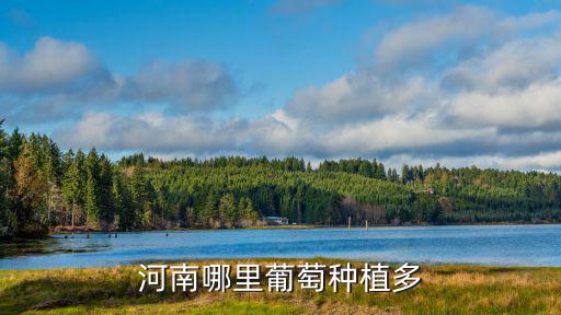 河南哪里葡萄種植多